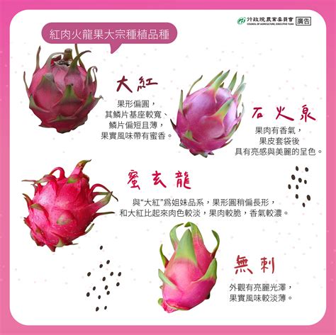 紅龍品種|紅龍果品種特性及栽培管理